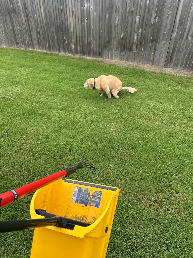 Happy homeowner reading a service-complete text with their dog on a clean patio